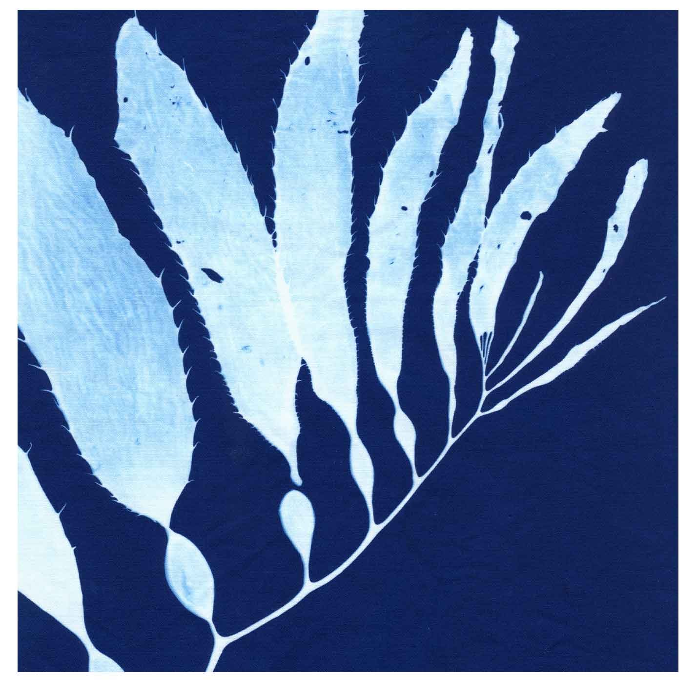 Cyanotypes
