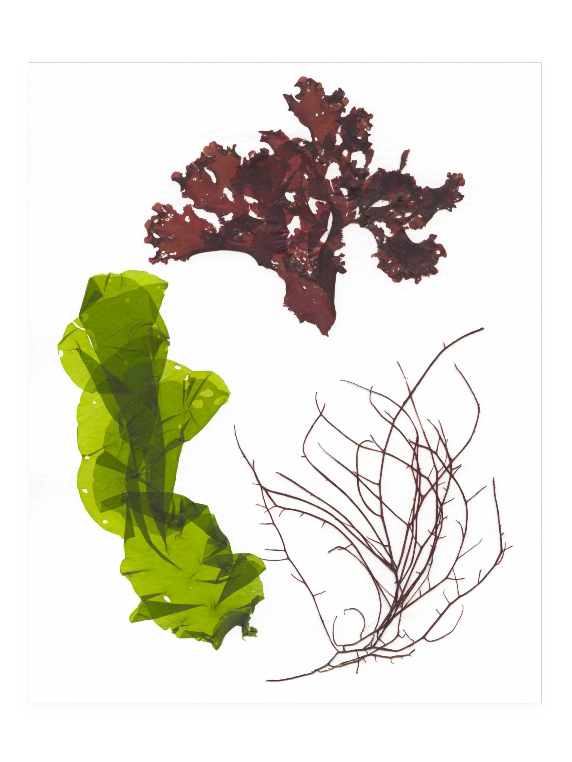 Pirouette—Seaweed Art by Dana Mulder