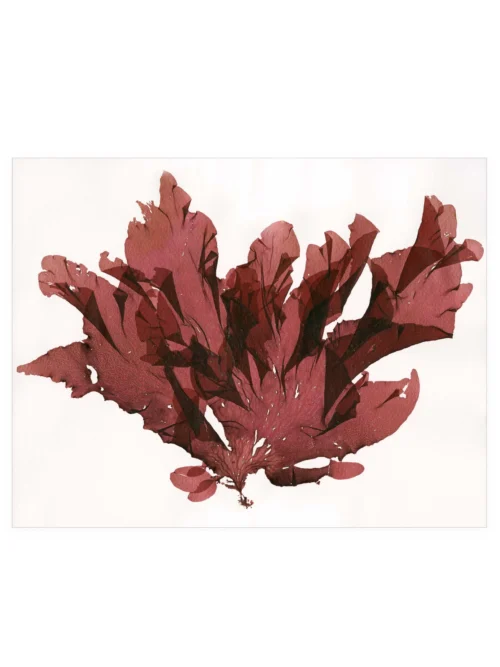 Polyneura Latissima—Seaweed Art by Dana Mulder