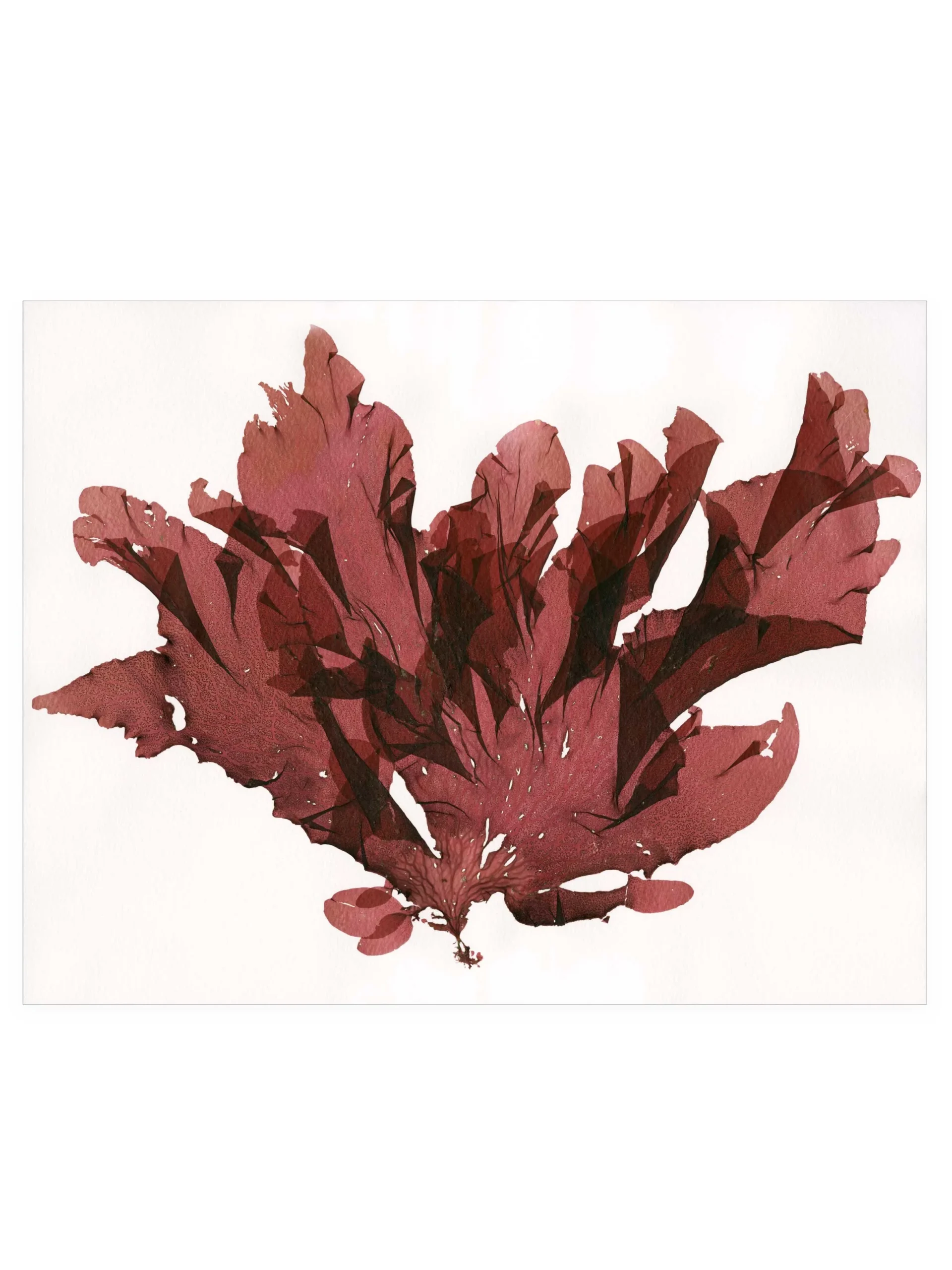 Polyneura Latissima—Seaweed Art by Dana Mulder