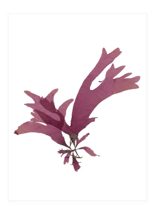 Among Quiet Tides—Seaweed Art by Dana Mulder