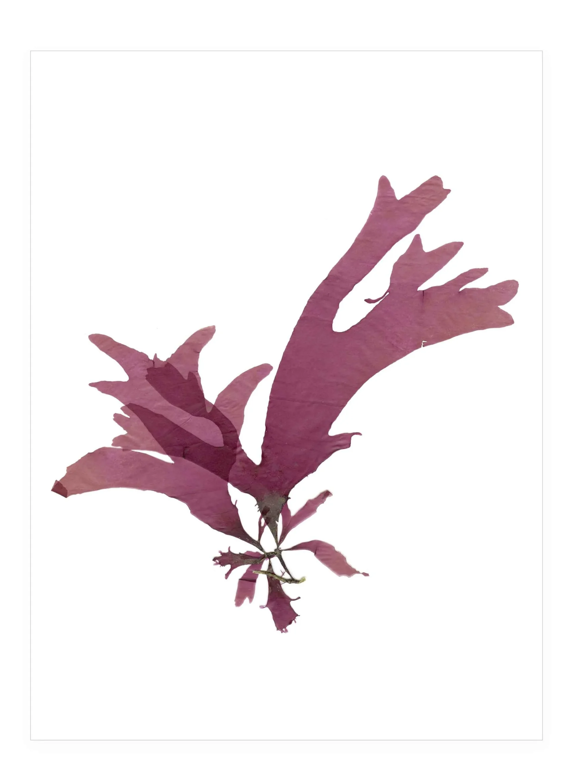 Among Quiet Tides—Seaweed Art by Dana Mulder