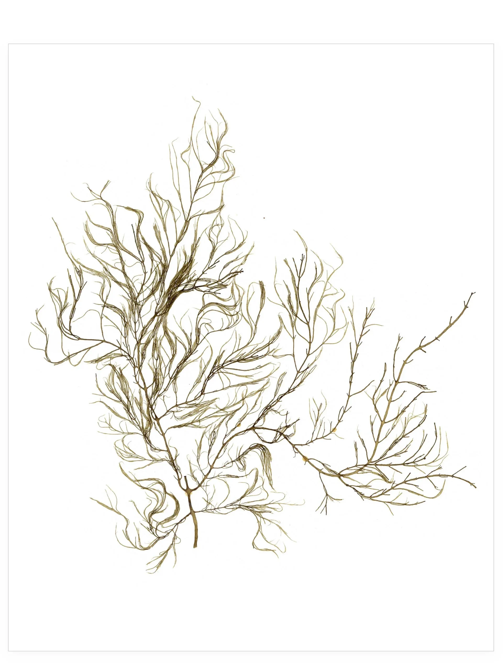 Beach Combed—Seaweed Art by Dana Mulder