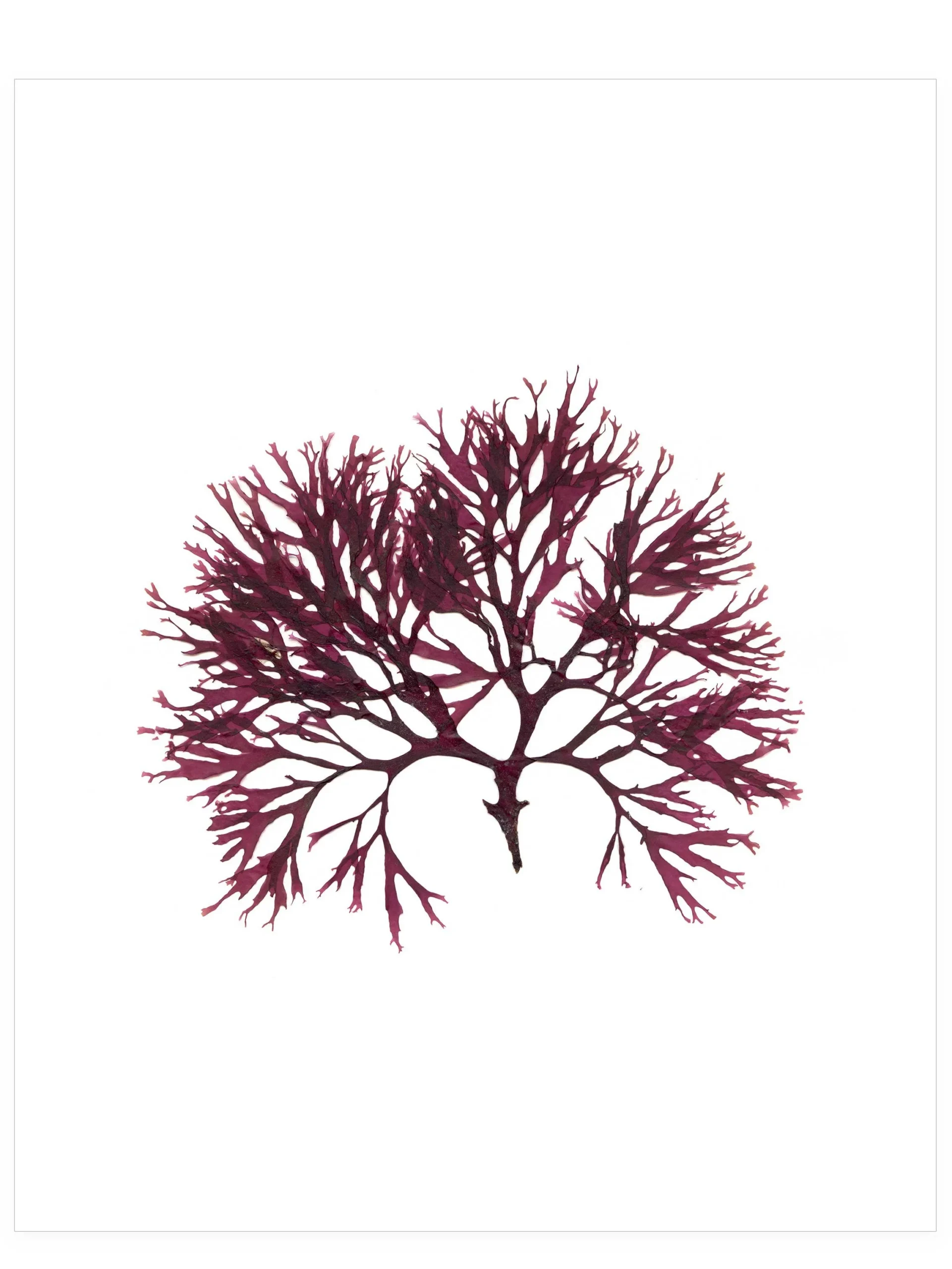 Burst and Blossom, 8×10—Seaweed Art by Dana Mulder