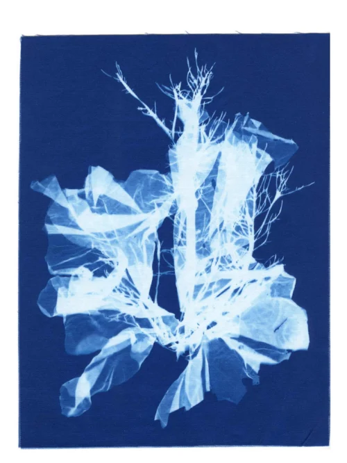 Cyanotype Study 1, 8.25x10.75 (2022)—Seaweed Art by Dana Mulder