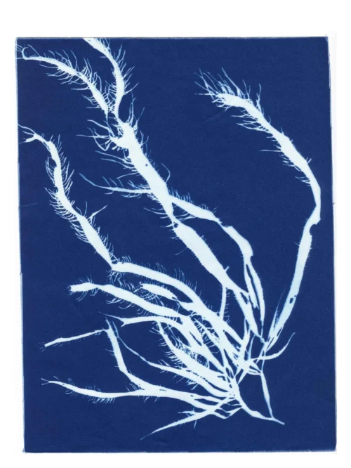 Cyanotype Study 2, 8.25x10.75 (2022)—Seaweed Art by Dana Mulder
