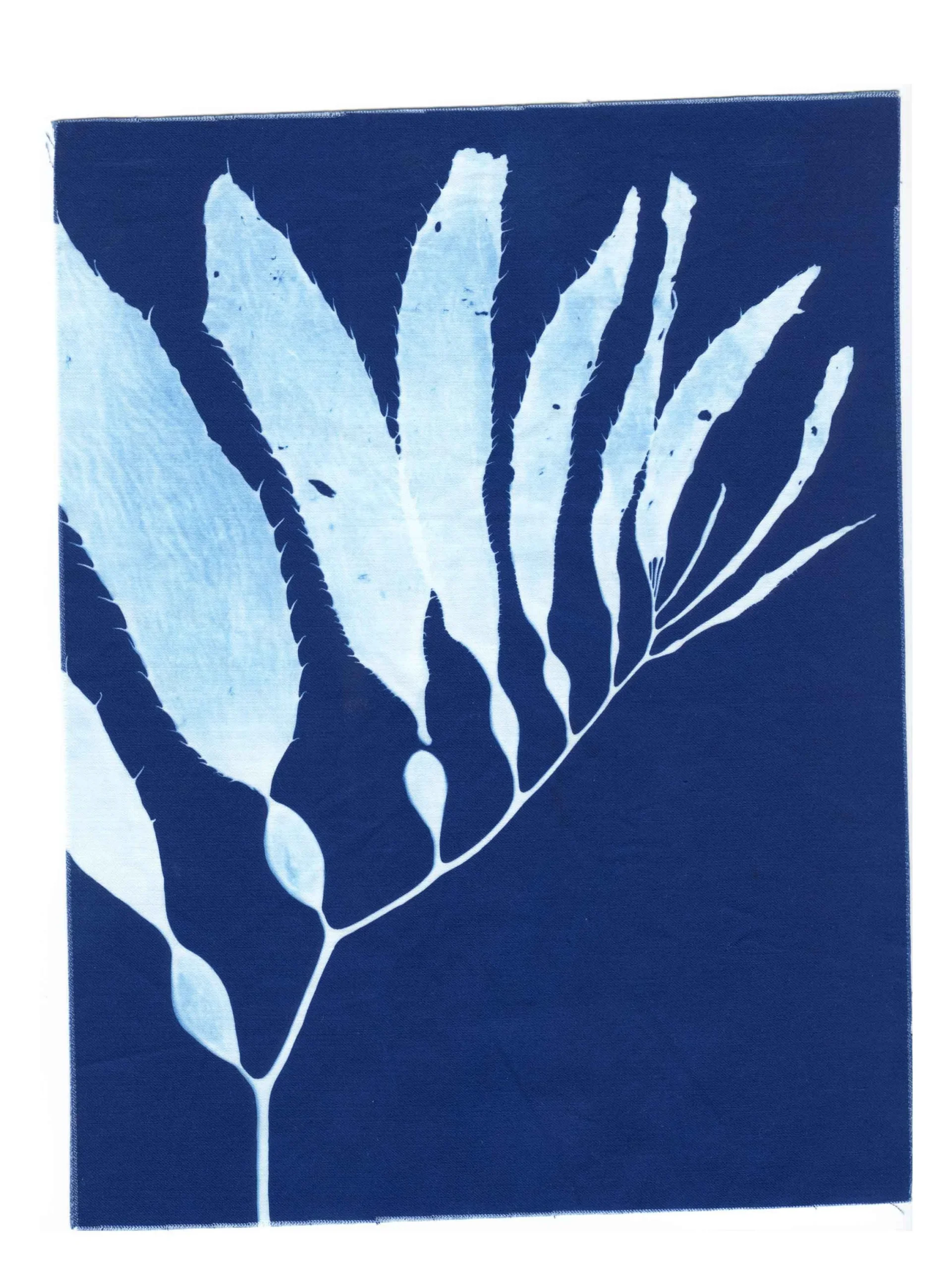 Cyanotype Study 3, 8.25x10.75 (2022)—Seaweed Art by Dana Mulder