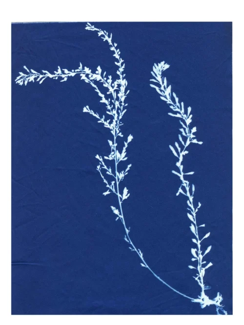 Cyanotype Study 4, 8.25x10.75 (2022)—Seaweed Art by Dana Mulder