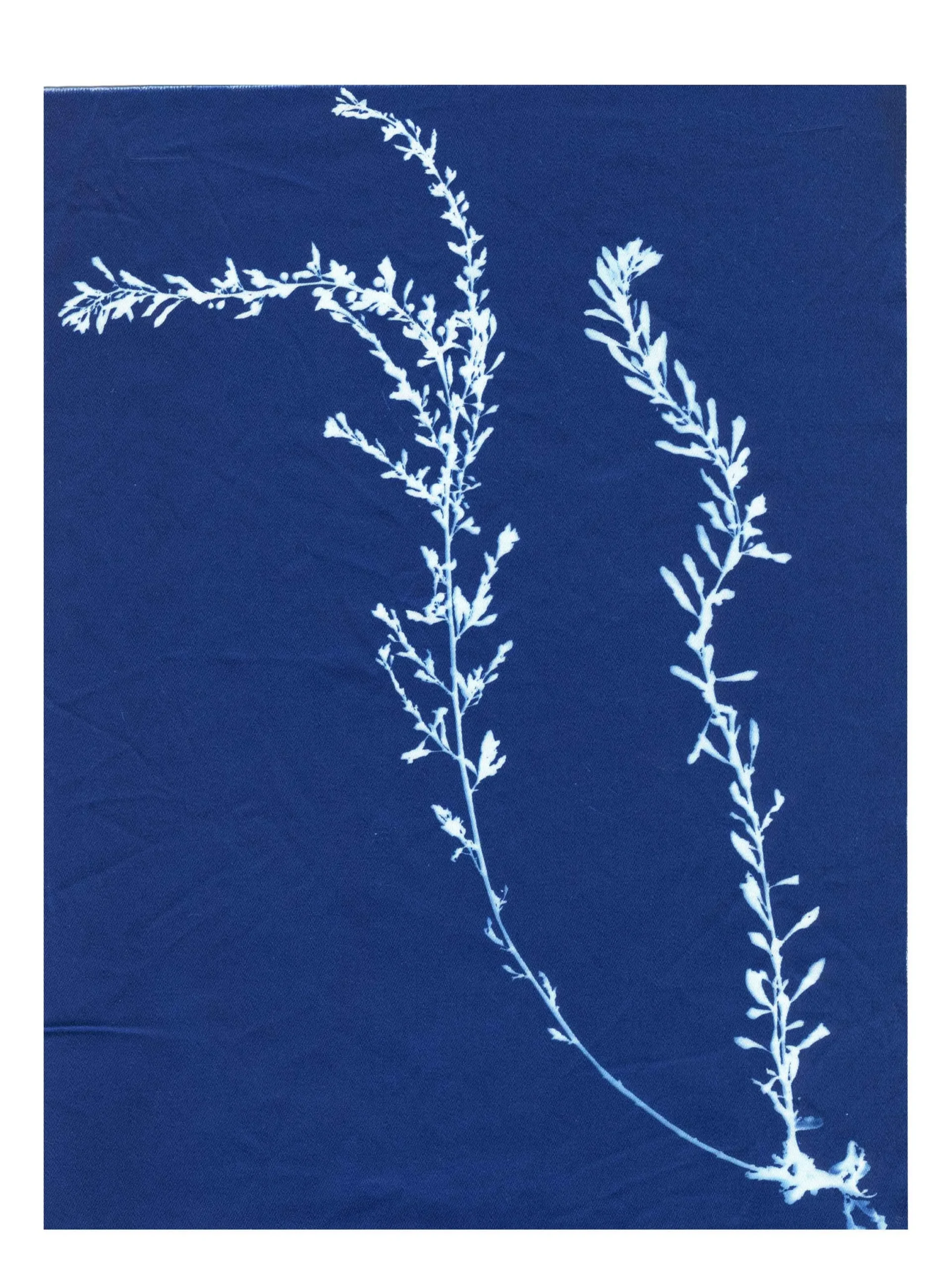 Cyanotype Study 4, 8.25x10.75 (2022)—Seaweed Art by Dana Mulder