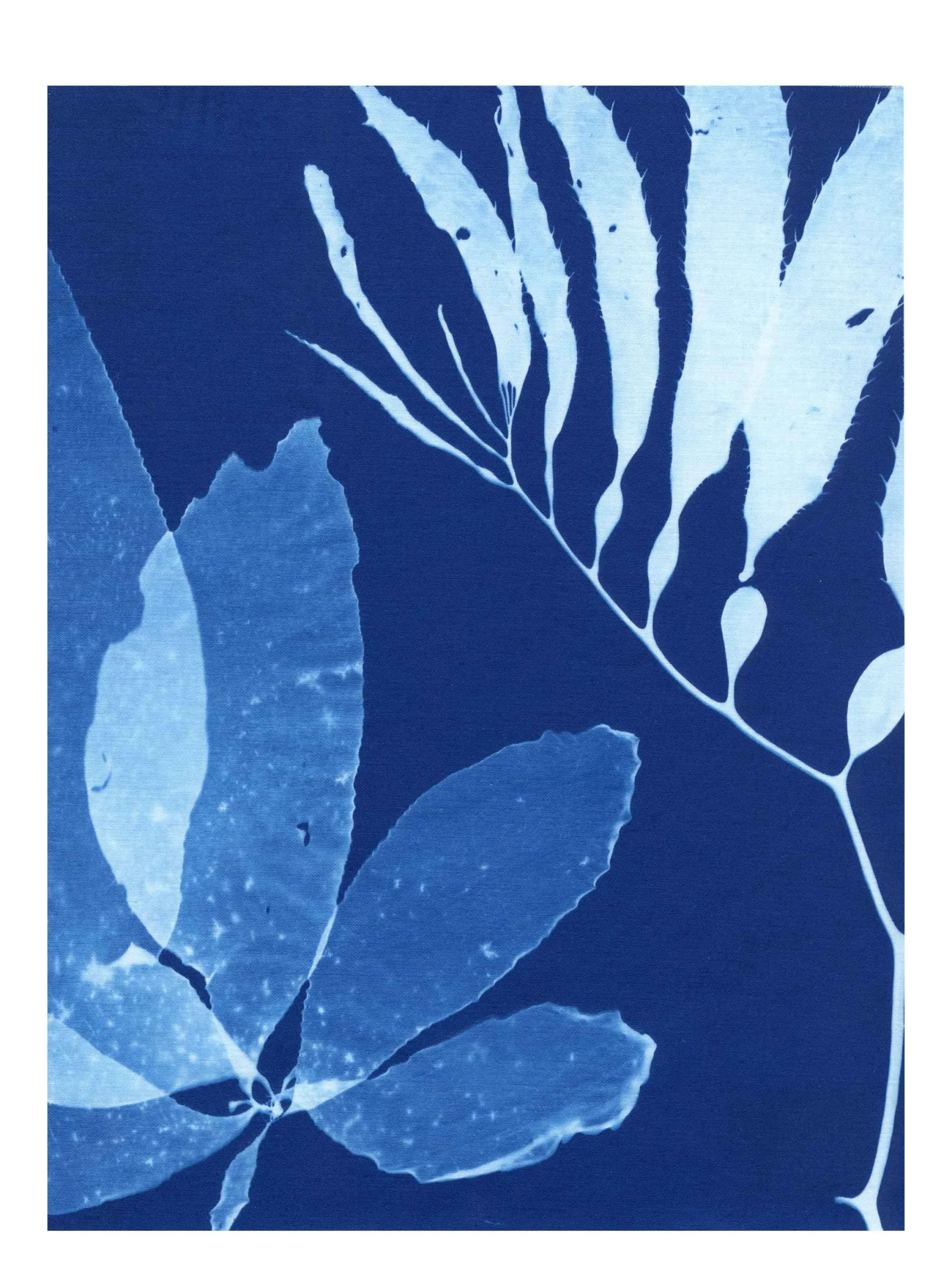 Cyanotype Study 5, 8.25x10.75 (2022)—Seaweed Art by Dana Mulder