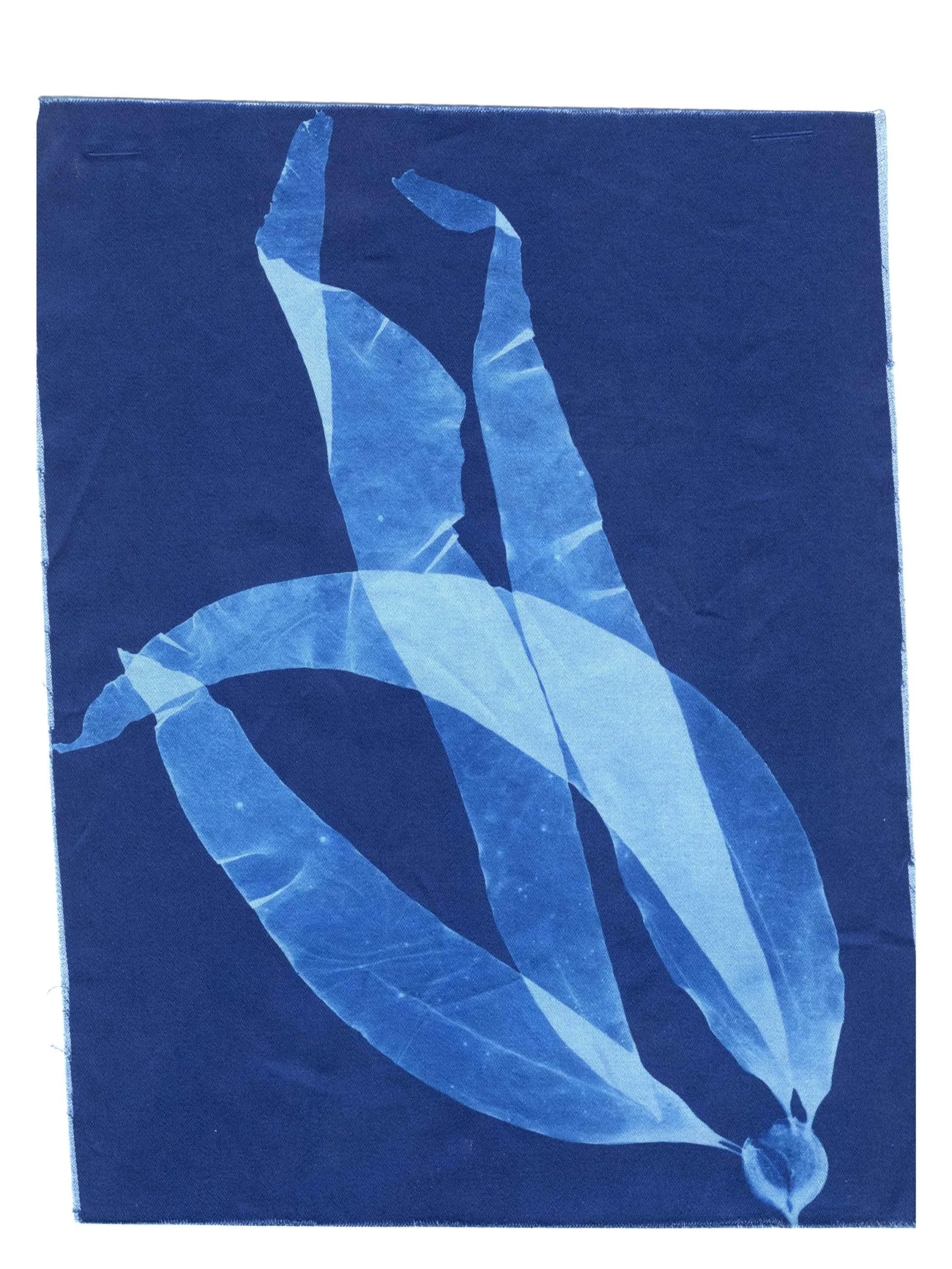 Cyanotype Study 6, 8.25x10.75 (2022)—Seaweed Art by Dana Mulder