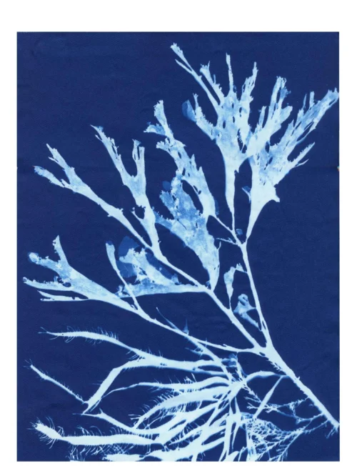 Cyanotype Study 10, 8.25x10.75 (2022)—Seaweed Art by Dana Mulder