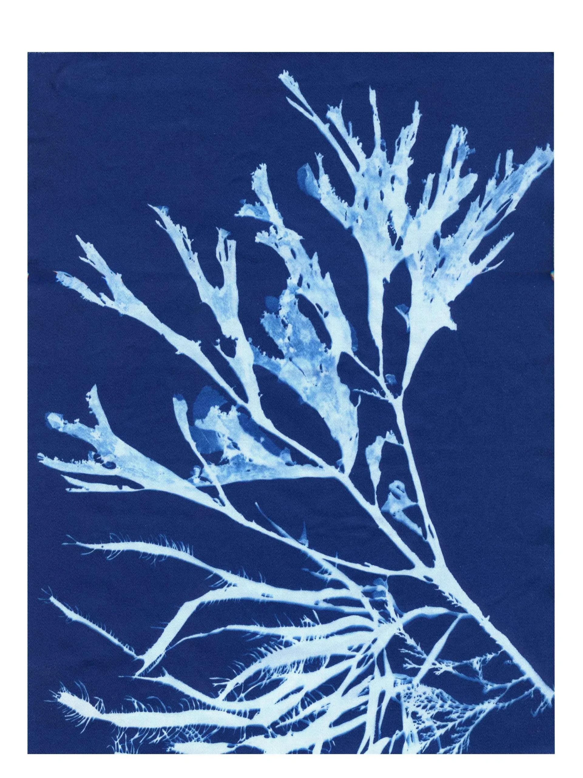 Cyanotype Study 10, 8.25x10.75 (2022)—Seaweed Art by Dana Mulder