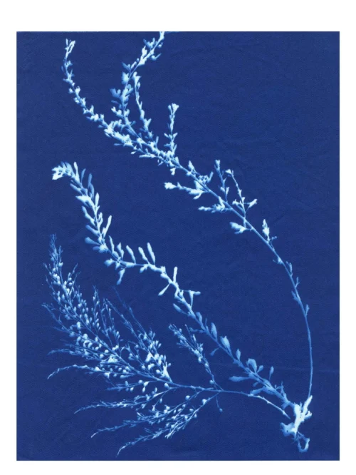 Cyanotype Study 11, 8.25x10.75 (2022)—Seaweed Art by Dana Mulder