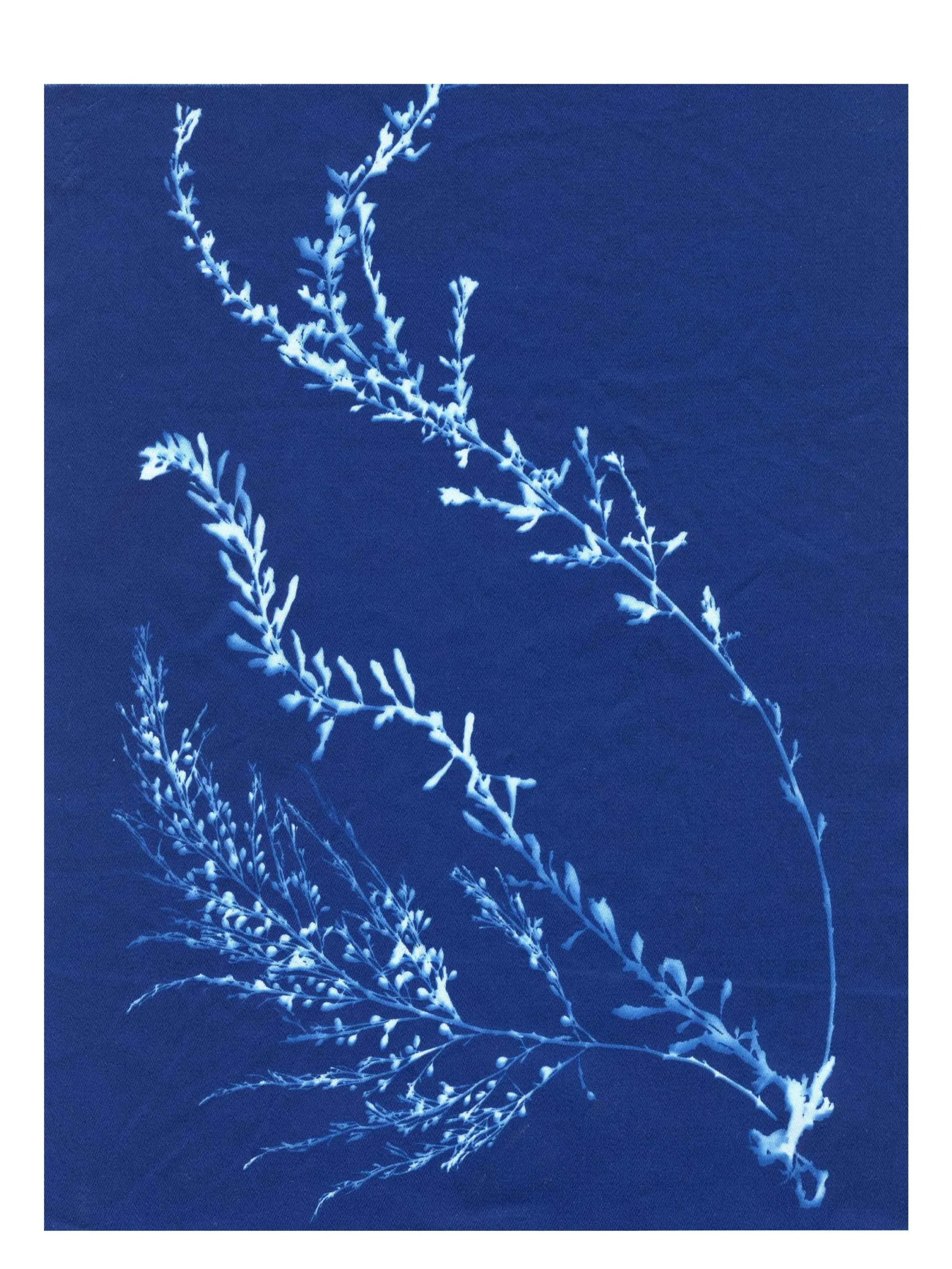 Cyanotype Study 11, 8.25x10.75 (2022)—Seaweed Art by Dana Mulder