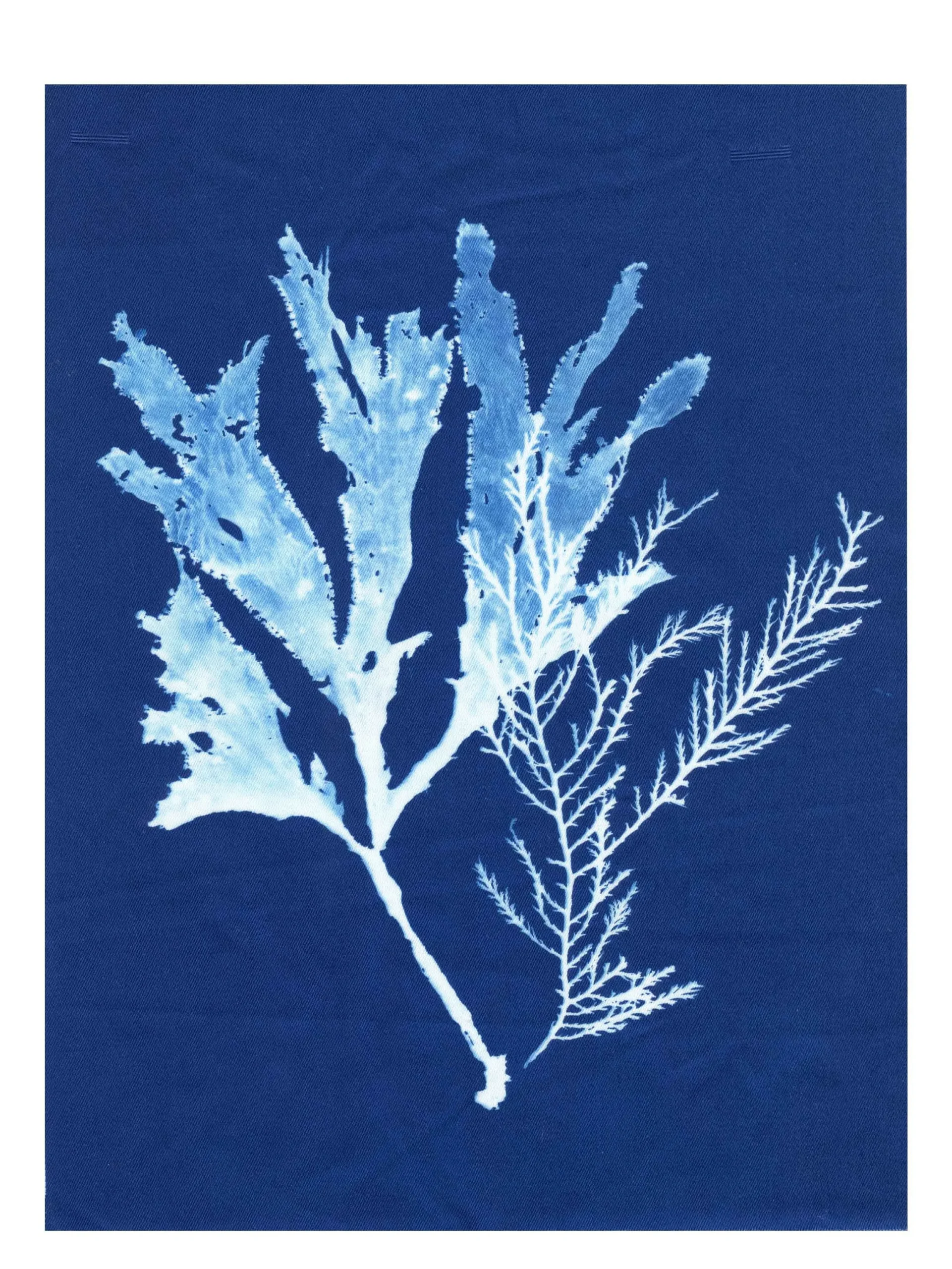 Cyanotype Study 12, 8.25x10.75 (2022)—Seaweed Art by Dana Mulder