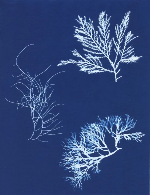 Cyanotype Study 11, 8.25x10.75 (2022)—Seaweed Art by Dana Mulder