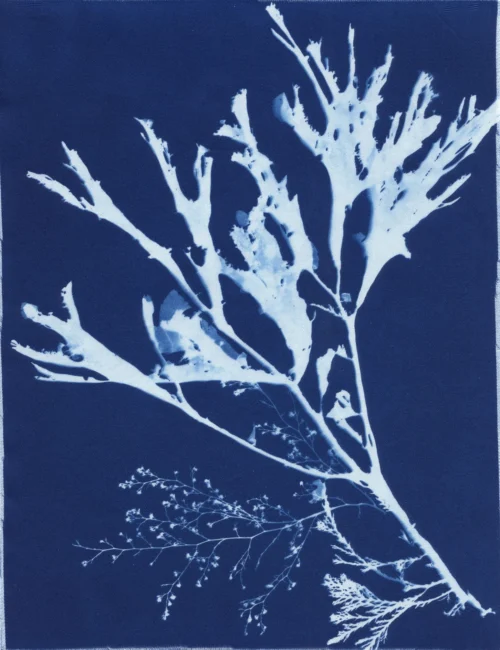 Cyanotype Study 27, 8.25x10.75 (2022)—Seaweed Art by Dana Mulder