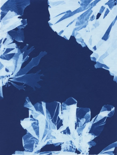 Cyanotype Study 29, 8.25x10.75 (2022)—Seaweed Art by Dana Mulder