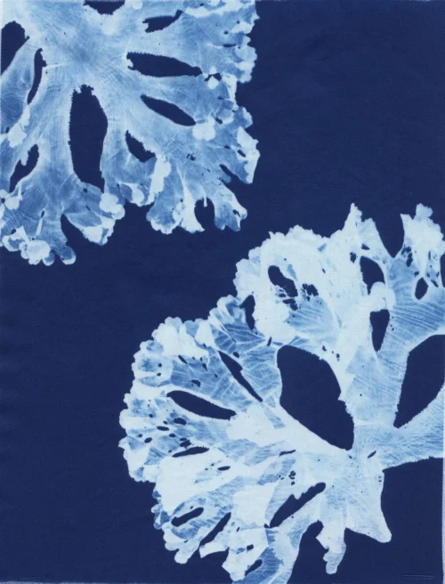 Cyanotype Study 33, 8.25x10.75 (2022)—Seaweed Art by Dana Mulder