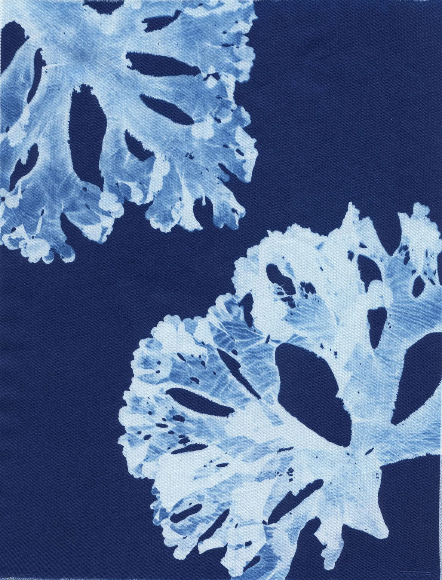 Cyanotype Study 33, 8.25x10.75 (2022)—Seaweed Art by Dana Mulder