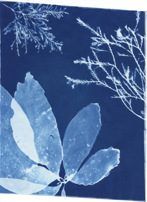 Cyanotype Study 35, 8.25x10.75 (2022)—Seaweed Art by Dana Mulder