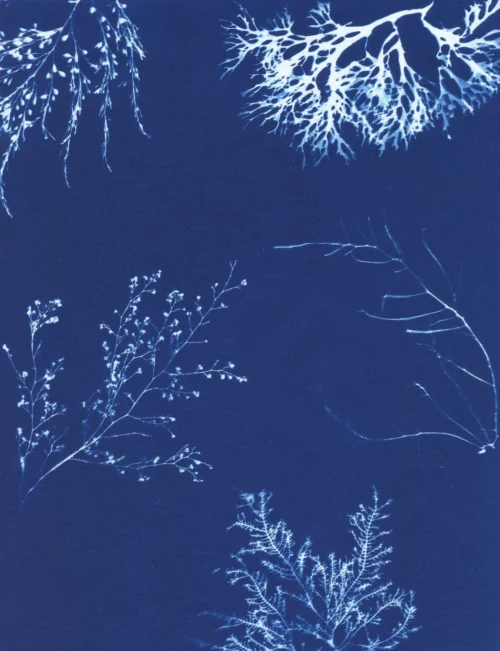 Cyanotype Study 7, 8.25x10.75 (2022)—Seaweed Art by Dana Mulder