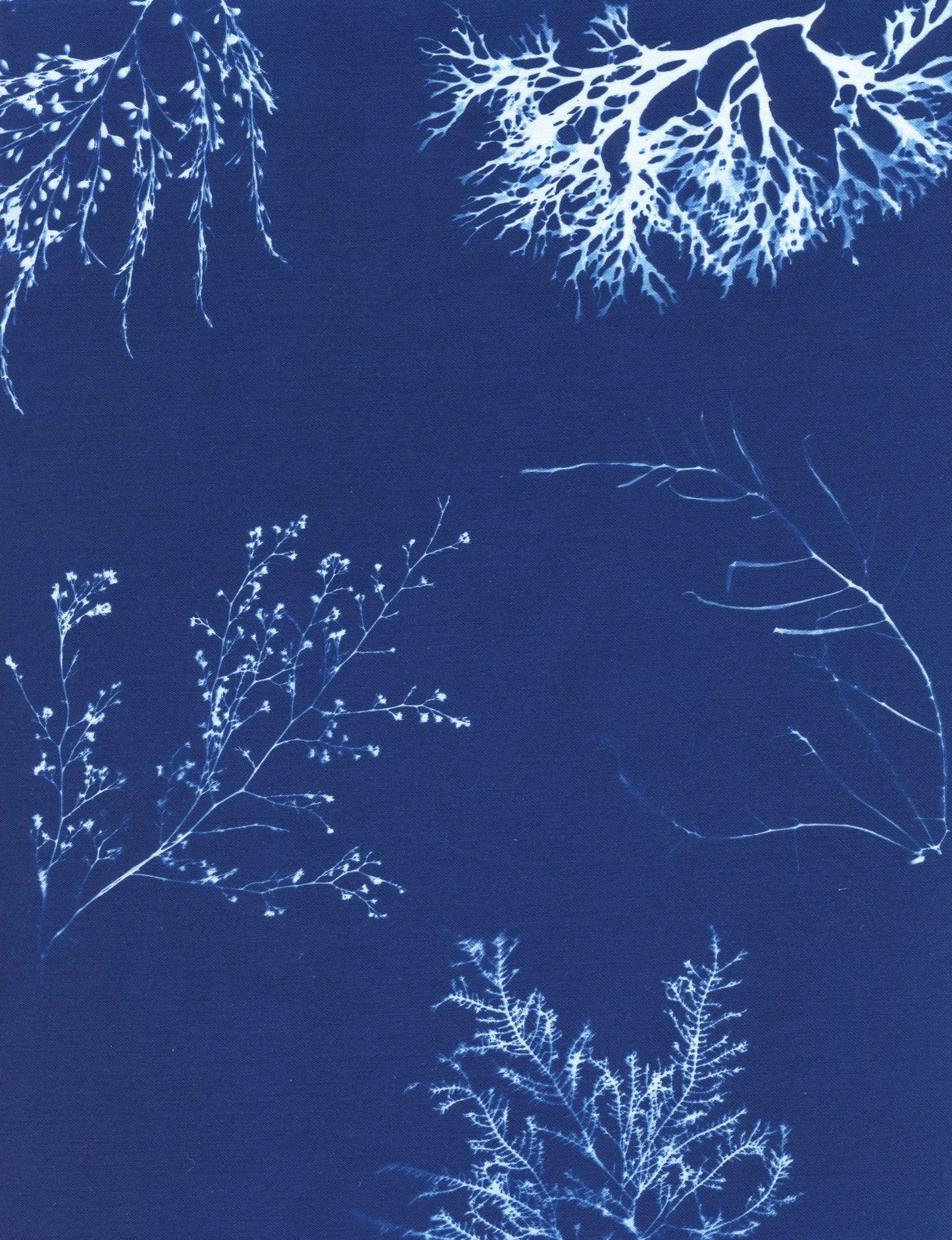 Cyanotype Study 7, 8.25x10.75 (2022)—Seaweed Art by Dana Mulder