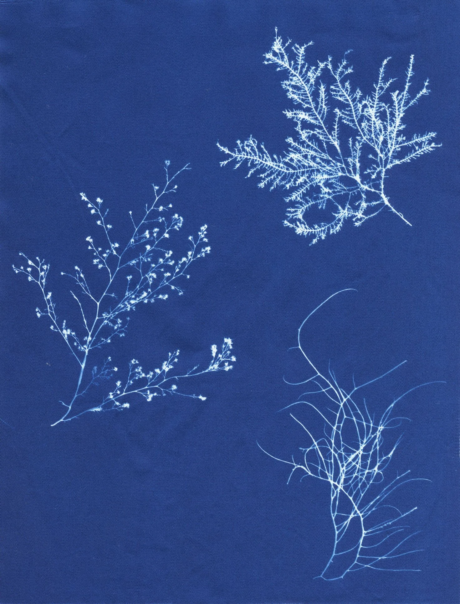 Cyanotype Study 8, 8.25x10.75 (2022)—Seaweed Art by Dana Mulder
