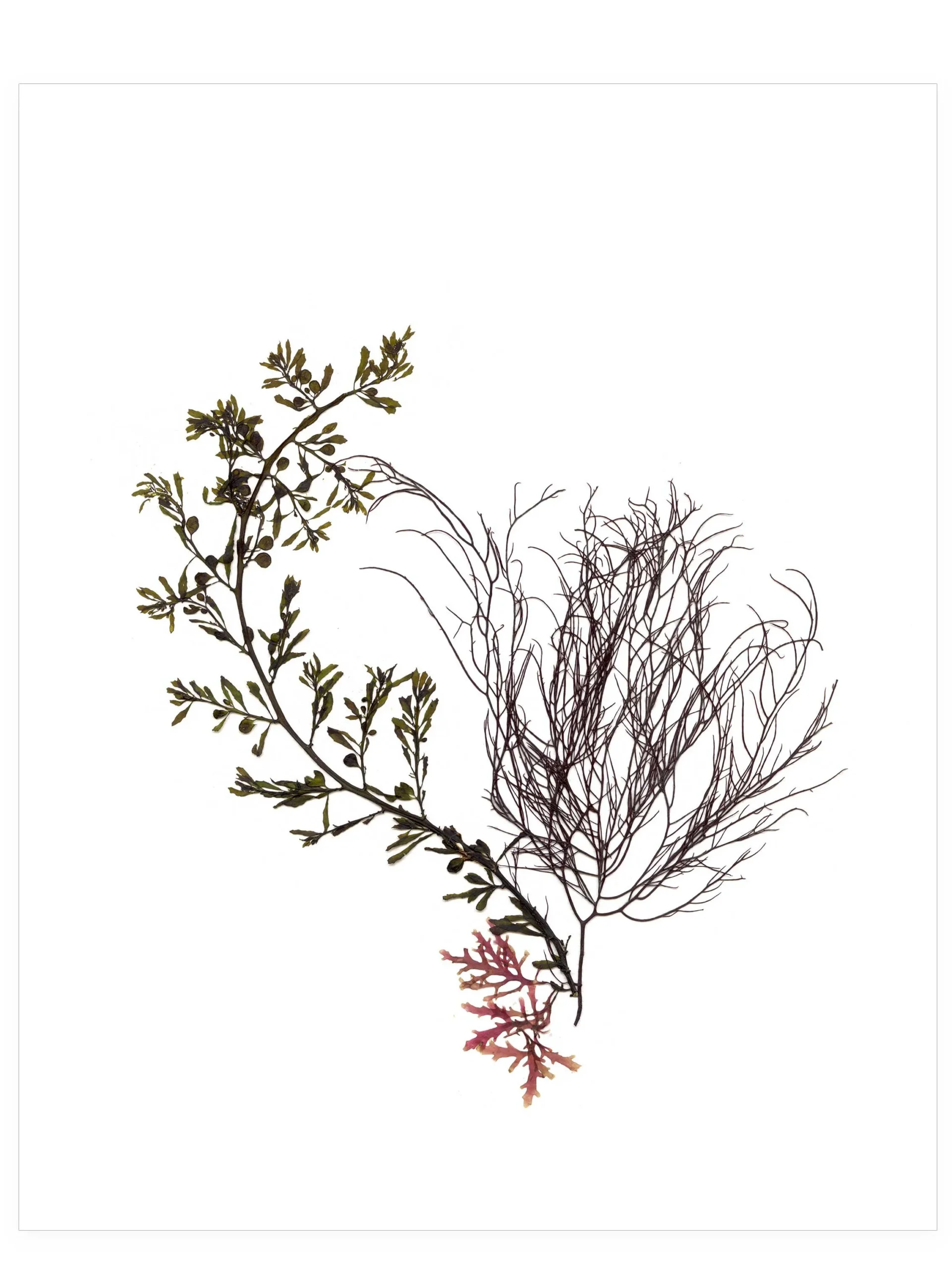 Common Ground—Seaweed Art by Dana Mulder