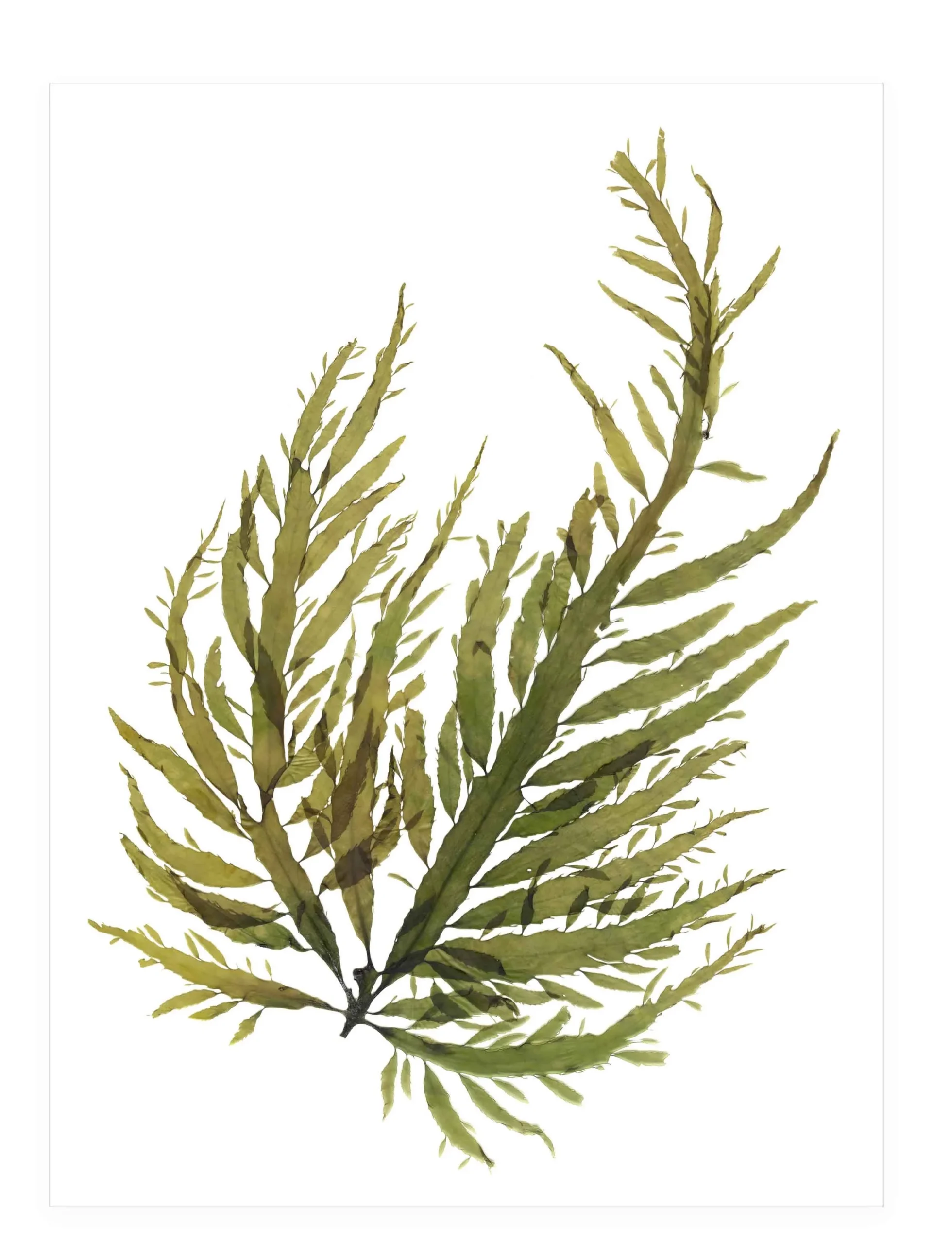 Desmarestia—Seaweed Art by Dana Mulder
