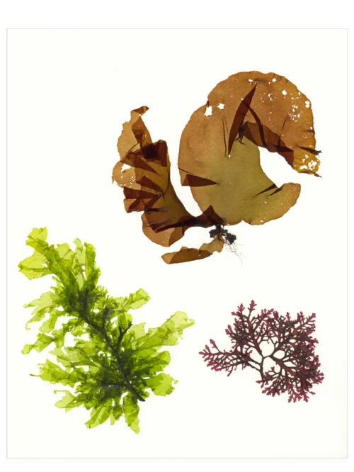 Ebb and Flow—Seaweed Art by Dana Mulder