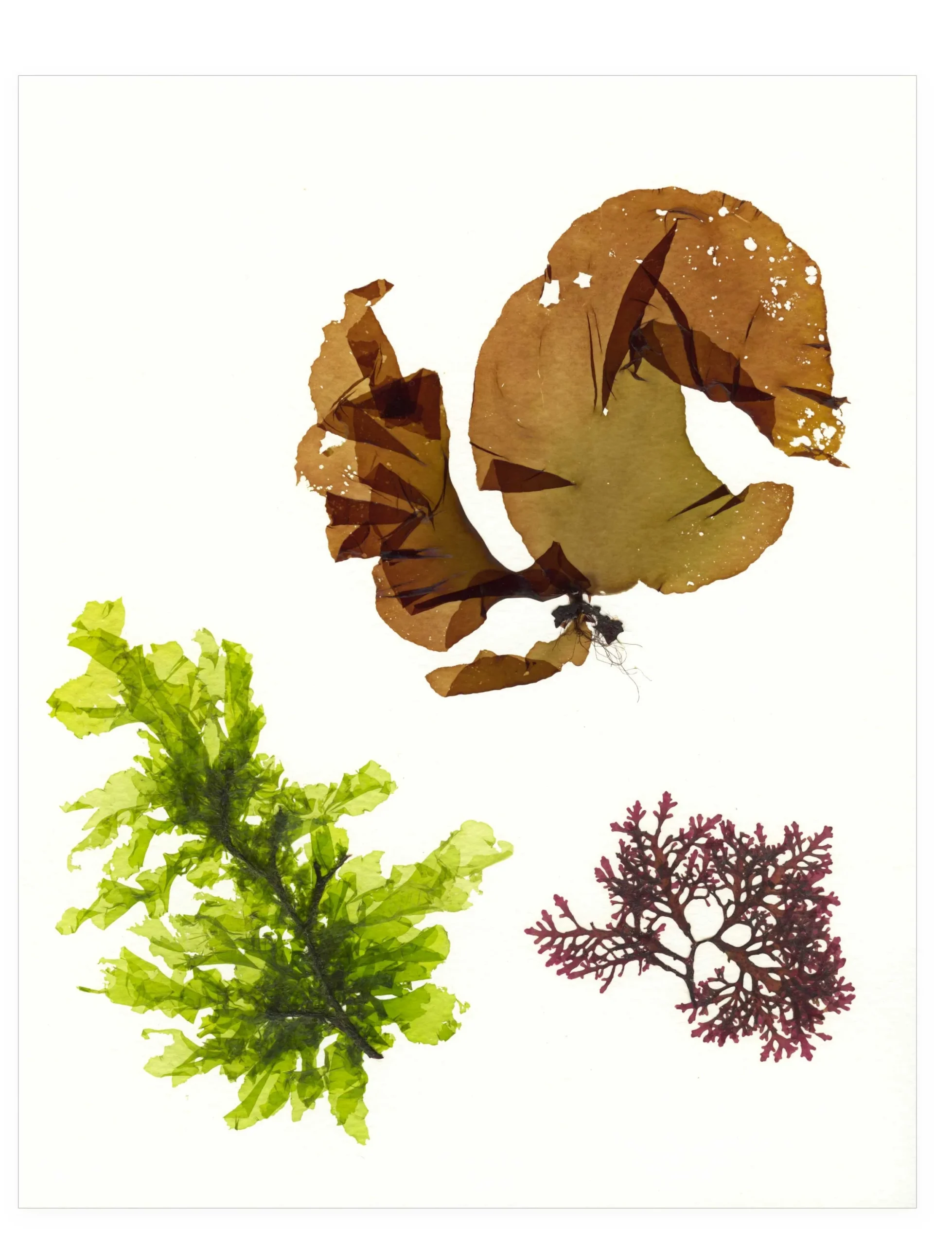 Ebb and Flow—Seaweed Art by Dana Mulder