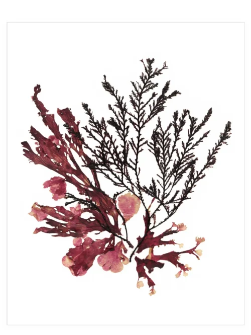 From Waves—Seaweed Art by Dana Mulder