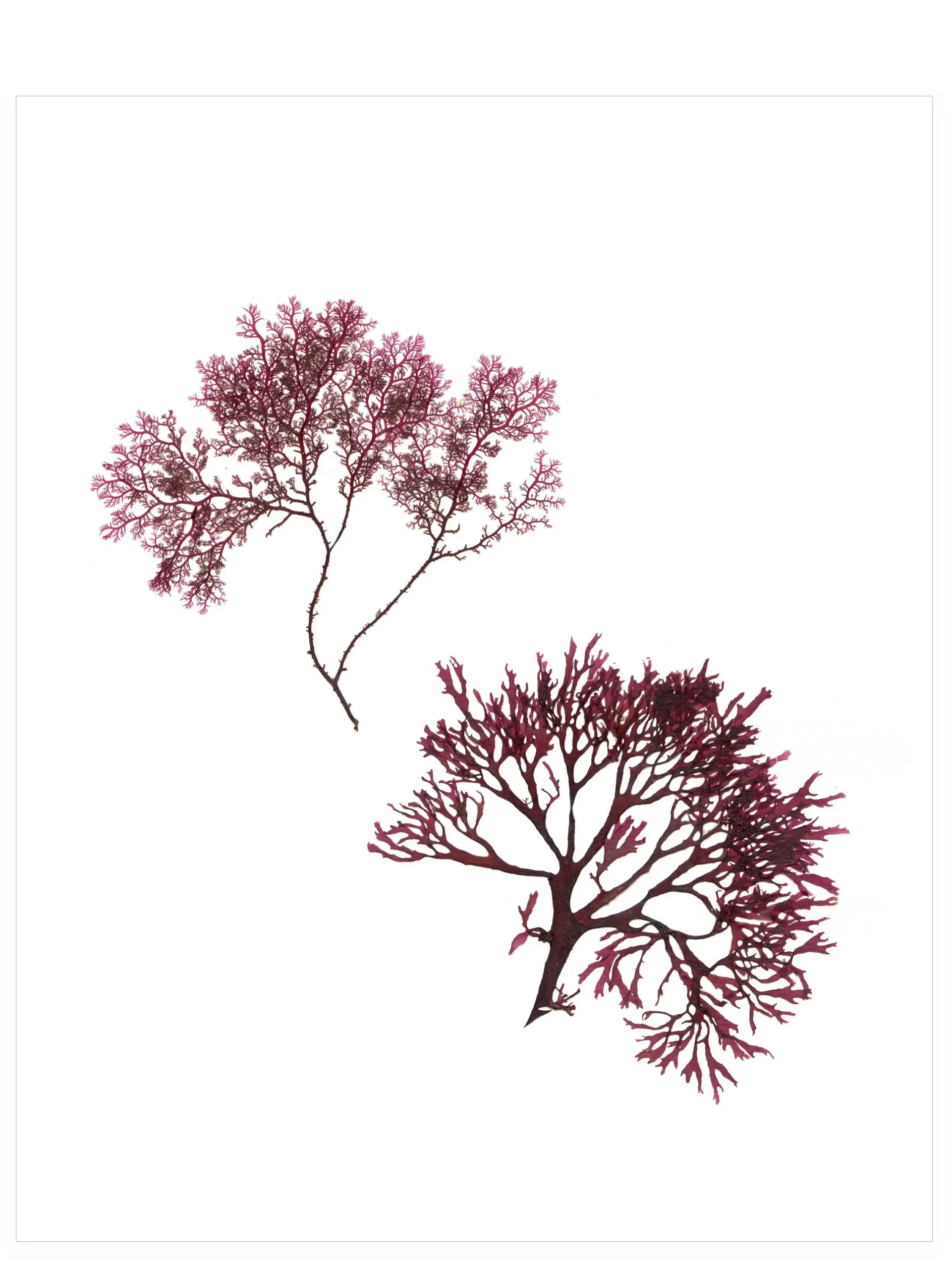 Good Company, 8×10—Seaweed Art by Dana Mulder