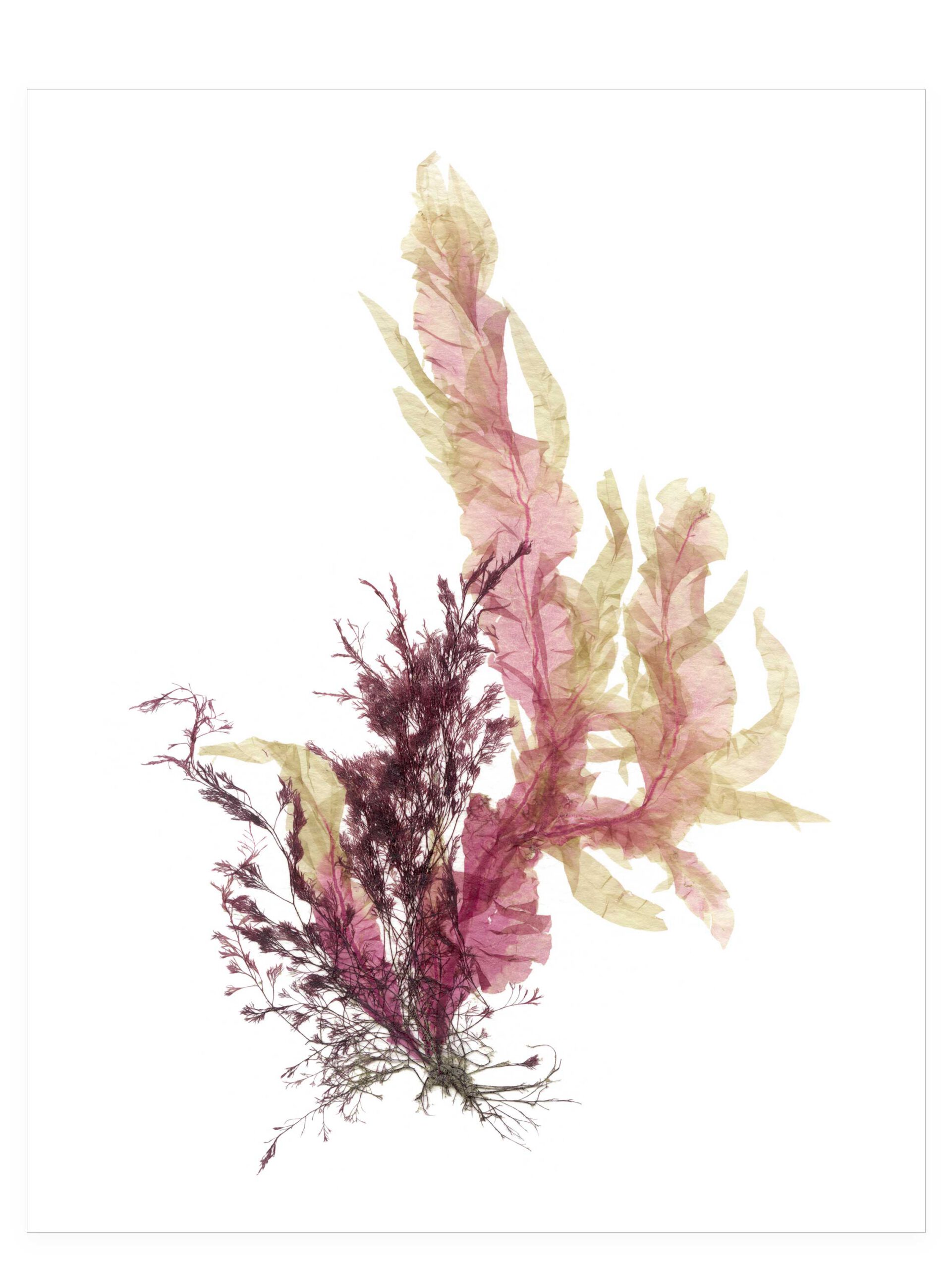 Held Fast—Seaweed Art by Dana Mulder