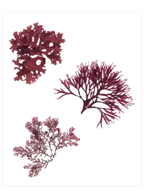 In One Low Tide—Seaweed Art by Dana Mulder