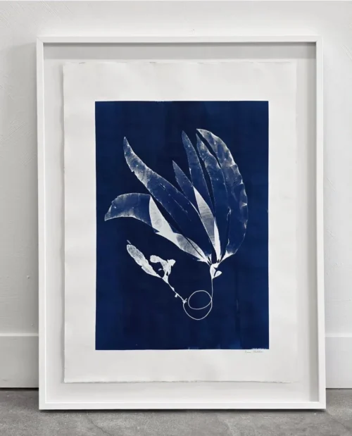 Kelp Study on Cyanotype, 22×30.25—Seaweed Art by Dana Mulder