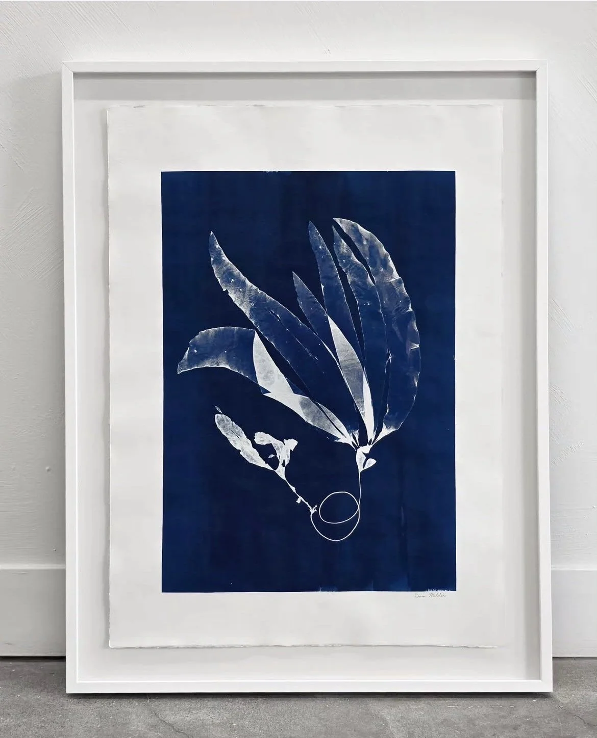 Kelp Study on Cyanotype, 22×30.25—Seaweed Art by Dana Mulder