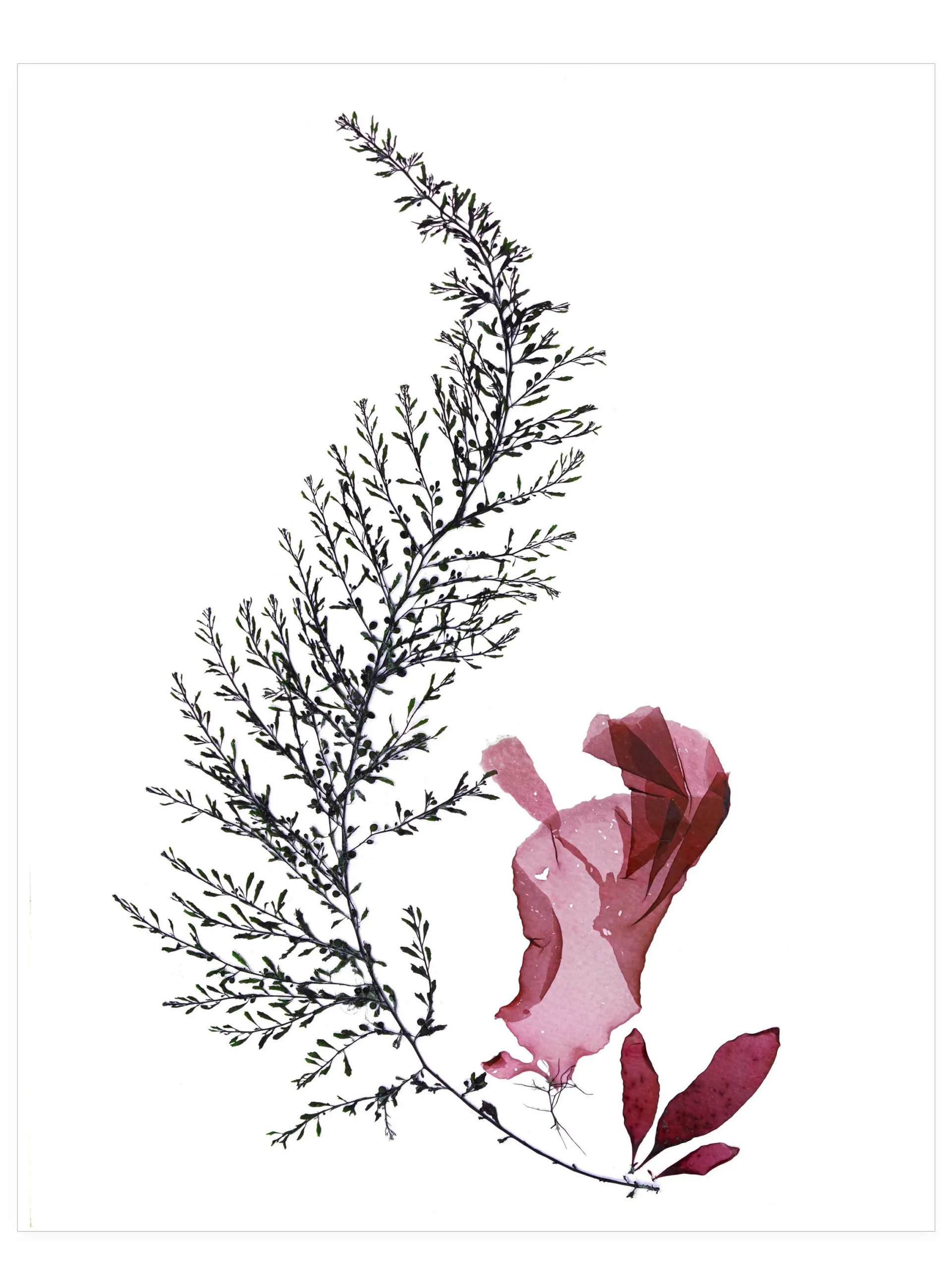 Lift—Seaweed Art by Dana Mulder