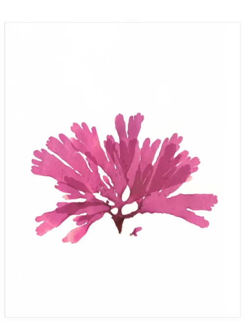 Low Tide on Vargas Island—Seaweed Art by Dana Mulder
