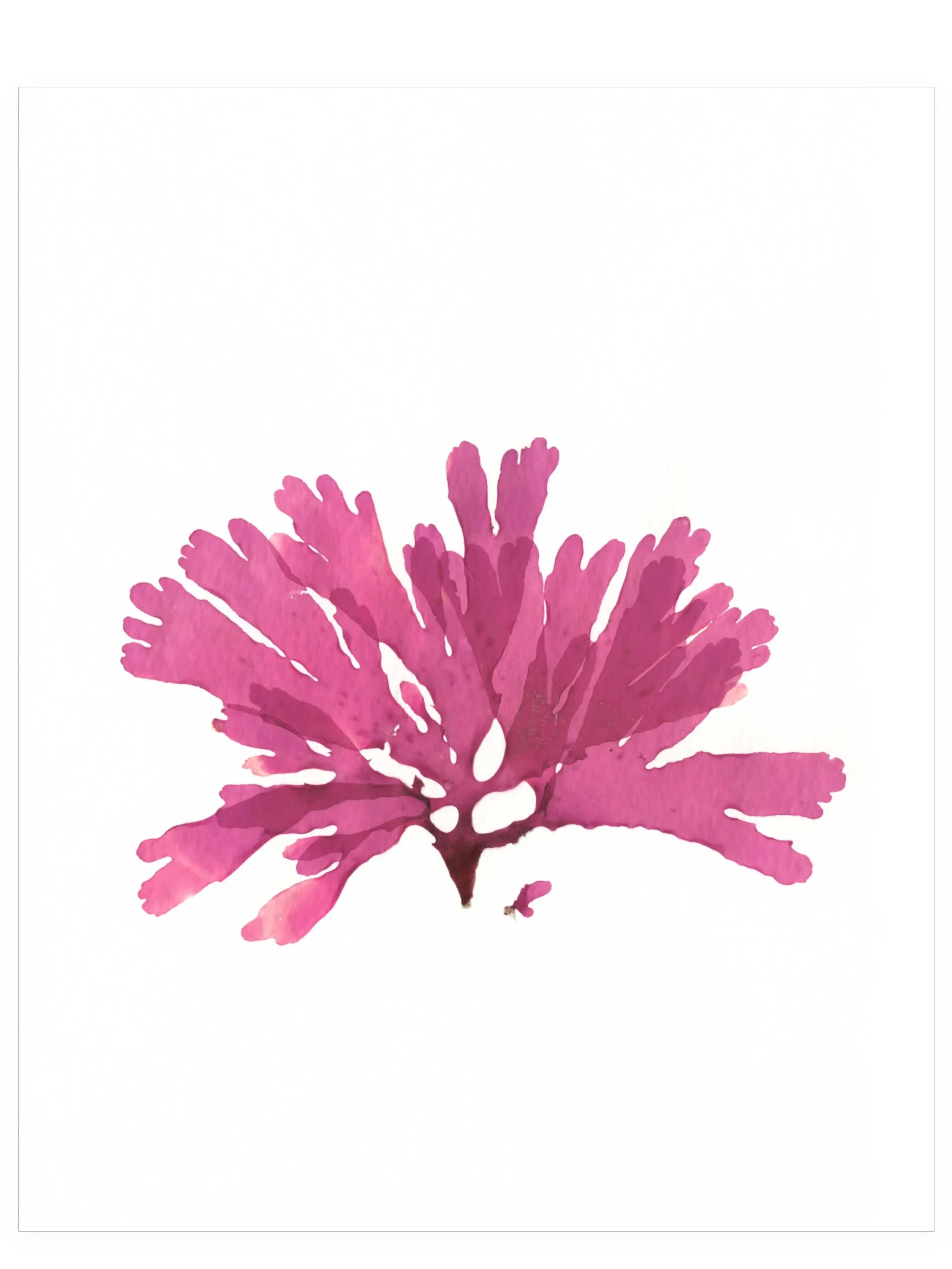 Low Tide on Vargas Island—Seaweed Art by Dana Mulder
