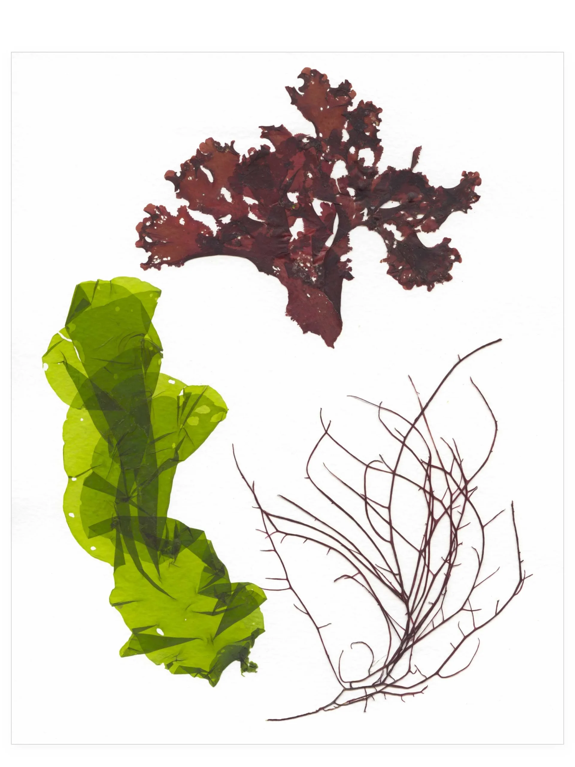 Pirouette—Seaweed Art by Dana Mulder