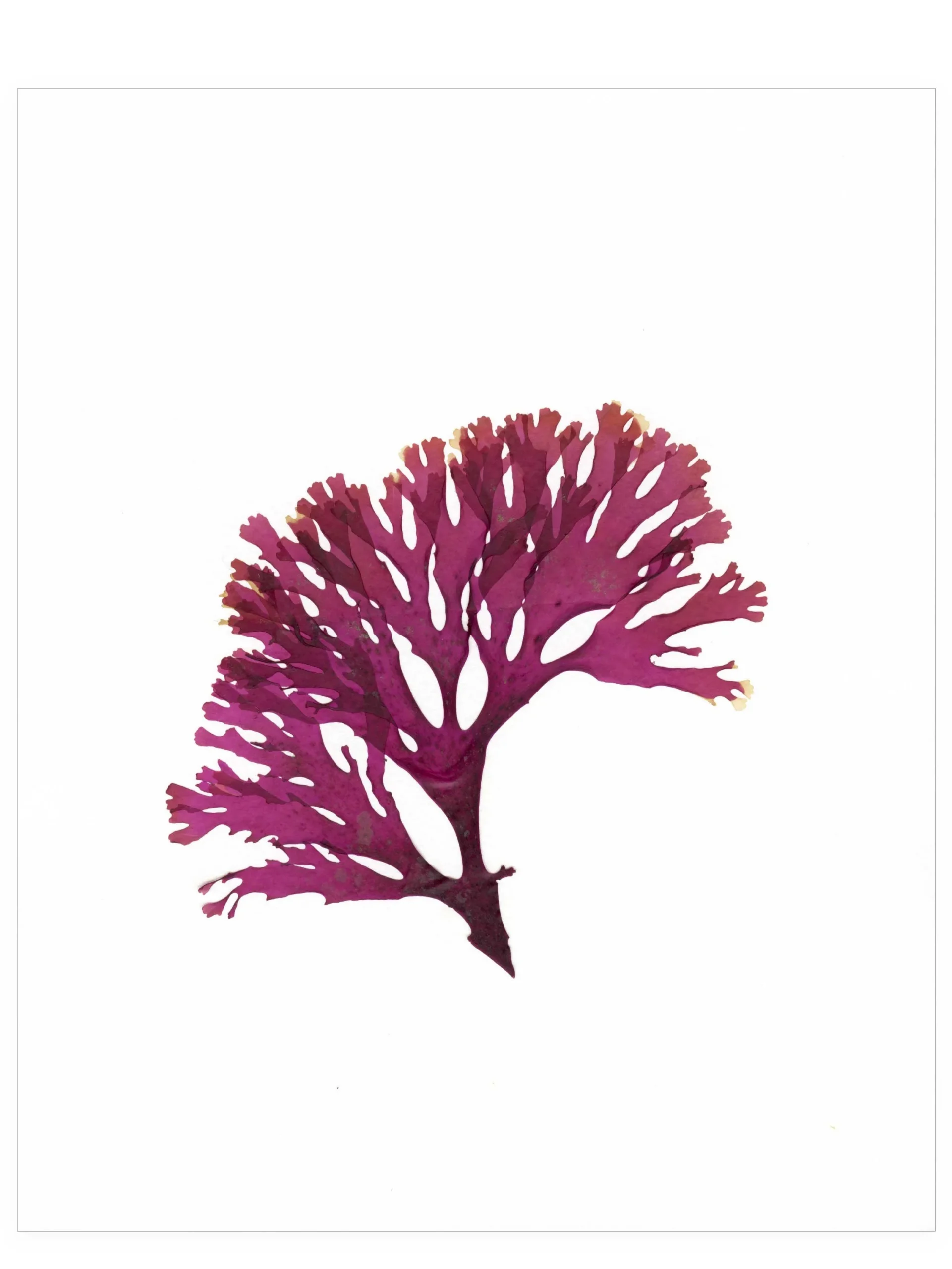 A Punctuated Performance, 8×10—Seaweed Art by Dana Mulder