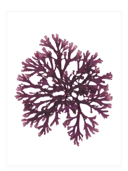 Rhythms of Ebb and Flow—Seaweed Art by Dana Mulder
