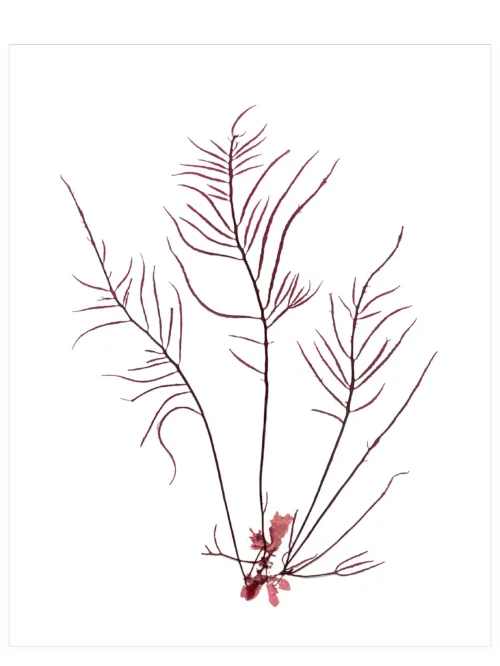 Silent Sea, 8×10—Seaweed Art by Dana Mulder
