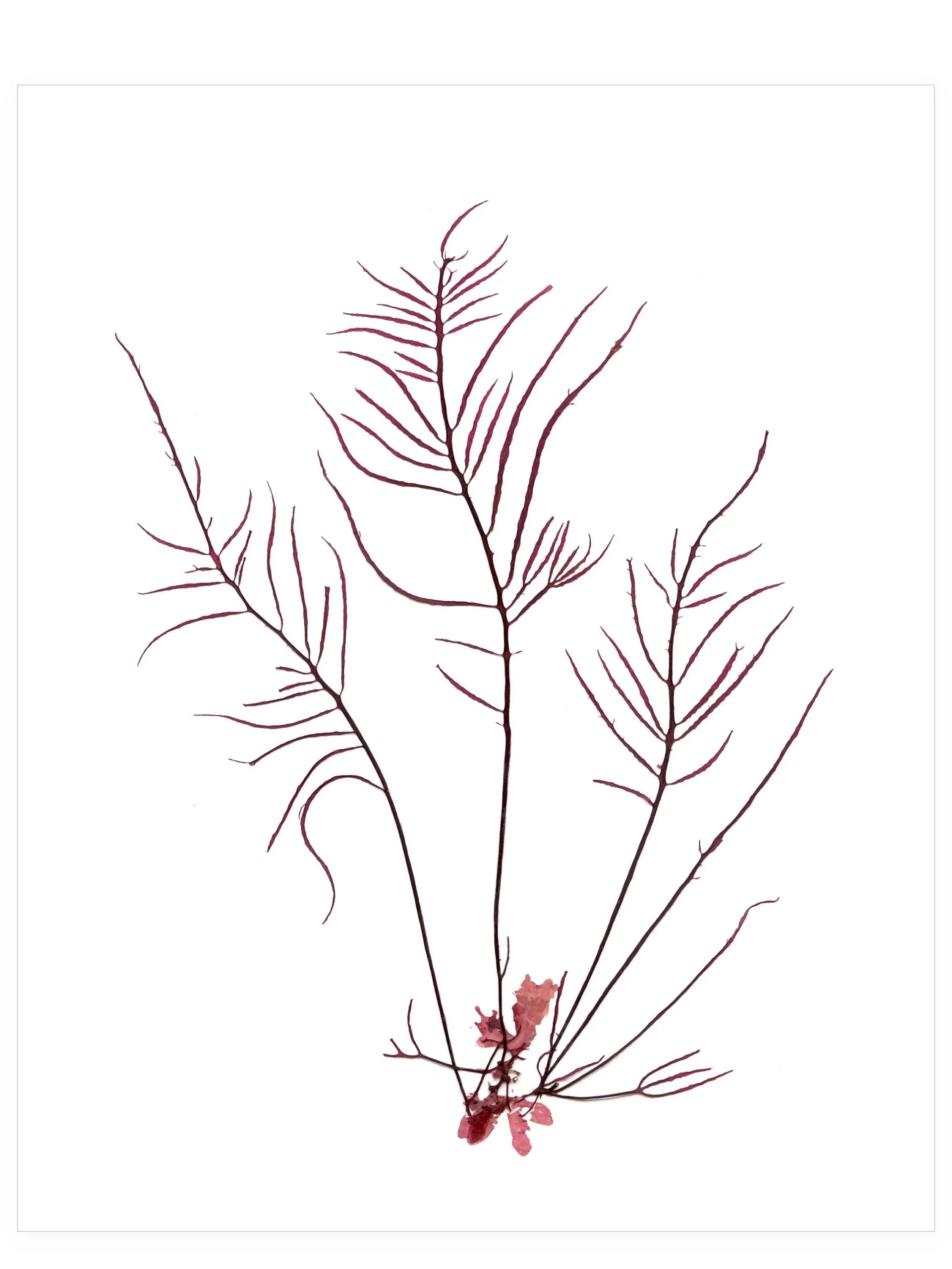Silent Sea, 8×10—Seaweed Art by Dana Mulder