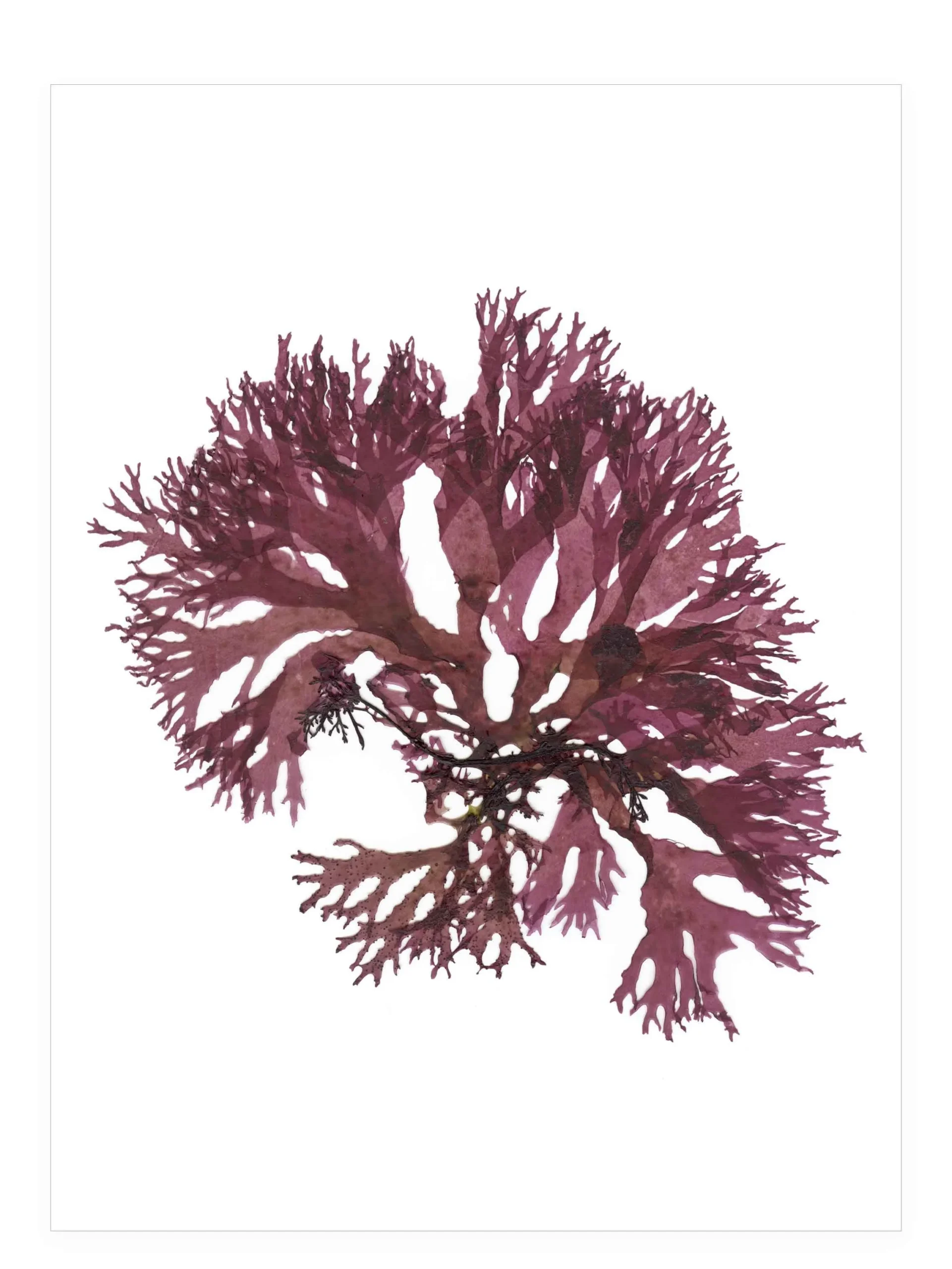 Springtime in the Bay—Seaweed Art by Dana Mulder