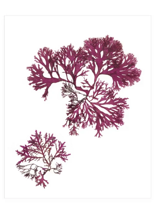 A Sunday in July—Seaweed Art by Dana Mulder