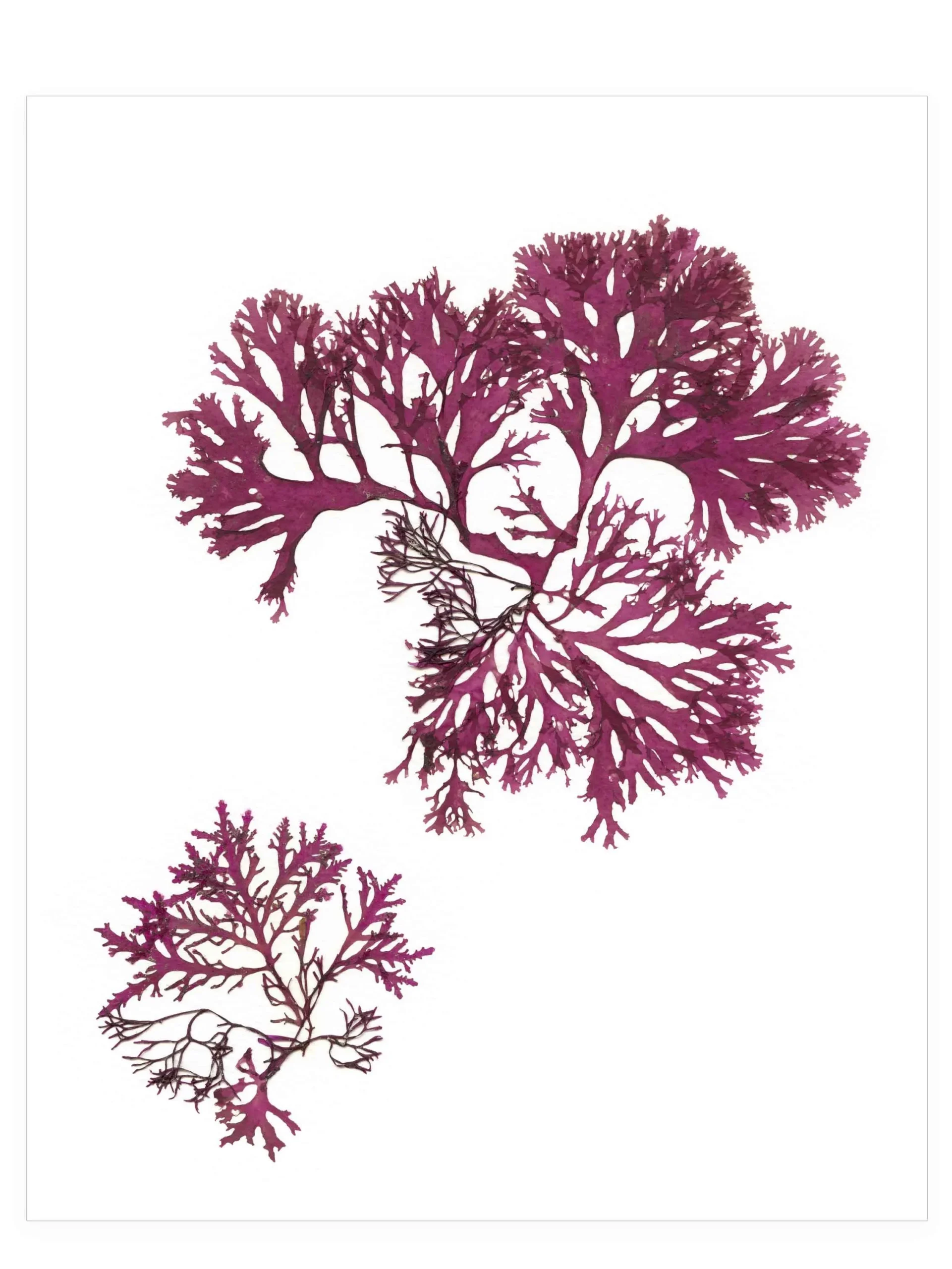 A Sunday in July—Seaweed Art by Dana Mulder